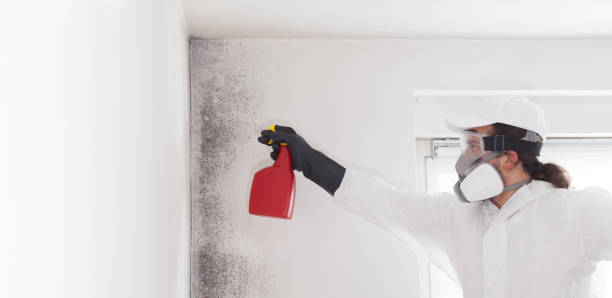 Best Crawl Space Mold Removal  in Northbrook, OH