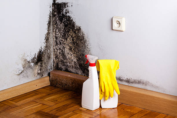 Best Mold Removal Process  in Northbrook, OH